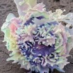 Intratumoral Treg cell ablation elicits NK cell–mediated control of CD8 T cell–resistant tumors | Science Immunology