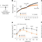 Irisin ameliorates obesity and insulin resistance via adipose tissue IL-33 and regulatory T cells