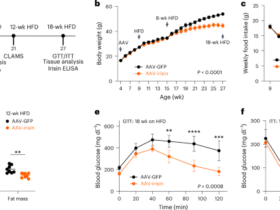 Irisin ameliorates obesity and insulin resistance via adipose tissue IL-33 and regulatory T cells
