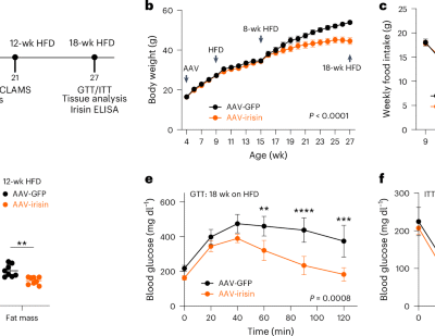 Irisin ameliorates obesity and insulin resistance via adipose tissue IL-33 and regulatory T cells