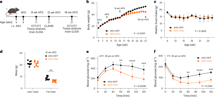 Irisin ameliorates obesity and insulin resistance via adipose tissue IL-33 and regulatory T cells