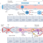 Kupffer cells in liver homeostasis and disease: from immune sentinels to metabolic gatekeepers