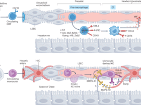 Kupffer cells in liver homeostasis and disease: from immune sentinels to metabolic gatekeepers