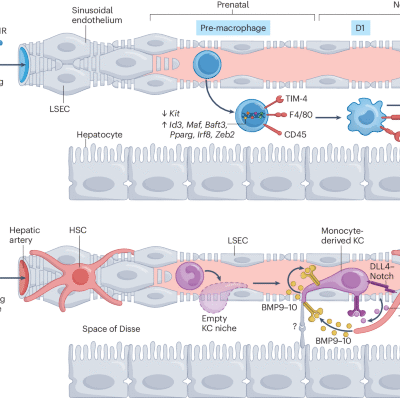 Kupffer cells in liver homeostasis and disease: from immune sentinels to metabolic gatekeepers