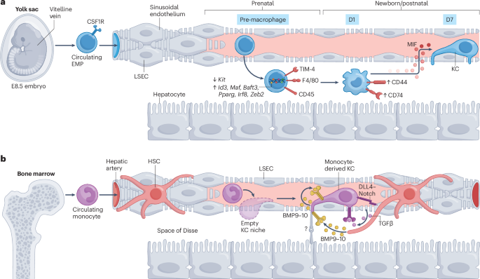 Kupffer cells in liver homeostasis and disease: from immune sentinels to metabolic gatekeepers