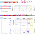 Linear RAG scanning mediates editing of Igκ variable region repertoires