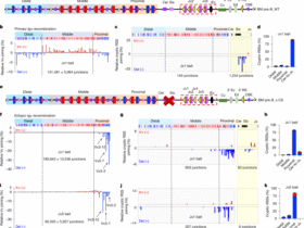 Linear RAG scanning mediates editing of Igκ variable region repertoires