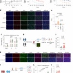 Low-dose oral nicotinamide mononucleotide for immune thrombocytopenia: a phase 1/2 trial