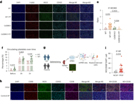 Low-dose oral nicotinamide mononucleotide for immune thrombocytopenia: a phase 1/2 trial