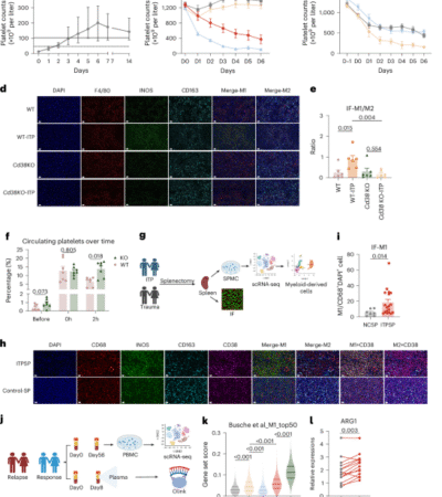 Low-dose oral nicotinamide mononucleotide for immune thrombocytopenia: a phase 1/2 trial
