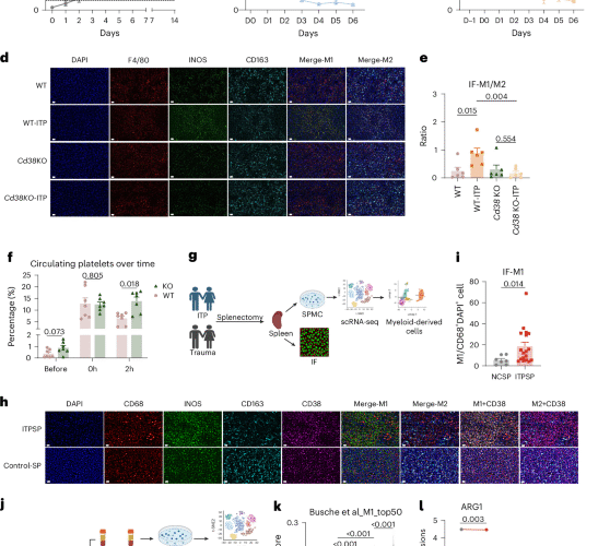 Low-dose oral nicotinamide mononucleotide for immune thrombocytopenia: a phase 1/2 trial