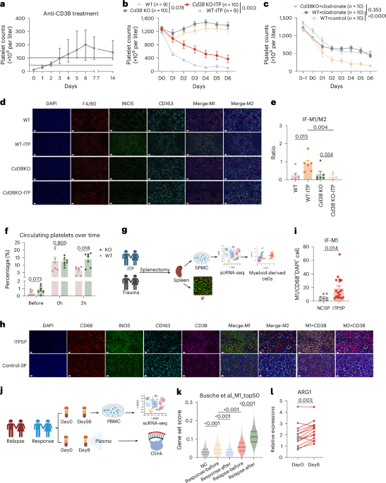 Low-dose oral nicotinamide mononucleotide for immune thrombocytopenia: a phase 1/2 trial