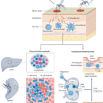 Lymphocyte-mediated immune responses to Leishmania infection