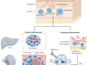 Lymphocyte-mediated immune responses to Leishmania infection