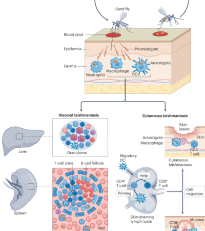 Lymphocyte-mediated immune responses to Leishmania infection