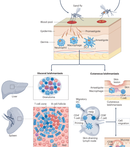 Lymphocyte-mediated immune responses to Leishmania infection