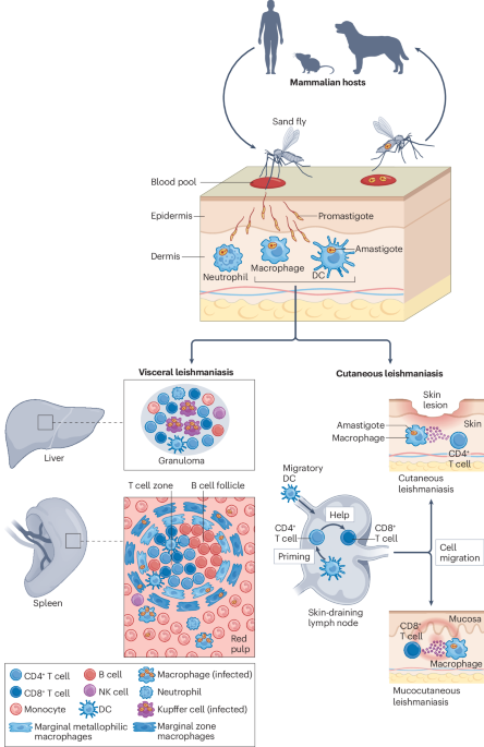 Lymphocyte-mediated immune responses to Leishmania infection