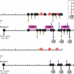 MRI of combination immunotherapy in an epithelial ovarian cancer preclinical model