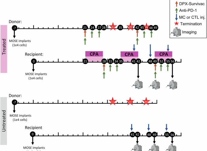 MRI of combination immunotherapy in an epithelial ovarian cancer preclinical model