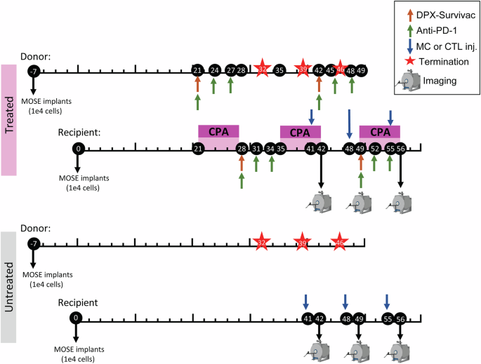 MRI of combination immunotherapy in an epithelial ovarian cancer preclinical model