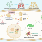 Macrophage-derived MBL restrains coronavirus-induced pulmonary inflammation by modulating metabolic regulator PKM2-mediated NLRP3 activation