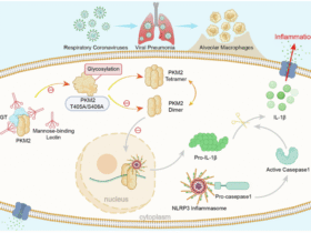 Macrophage-derived MBL restrains coronavirus-induced pulmonary inflammation by modulating metabolic regulator PKM2-mediated NLRP3 activation