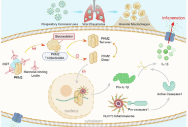 Macrophage-derived MBL restrains coronavirus-induced pulmonary inflammation by modulating metabolic regulator PKM2-mediated NLRP3 activation