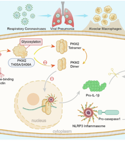Macrophage-derived MBL restrains coronavirus-induced pulmonary inflammation by modulating metabolic regulator PKM2-mediated NLRP3 activation