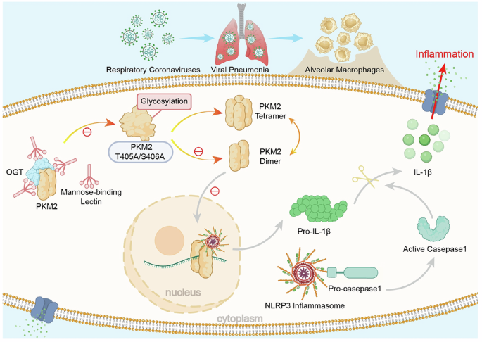Macrophage-derived MBL restrains coronavirus-induced pulmonary inflammation by modulating metabolic regulator PKM2-mediated NLRP3 activation