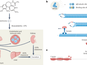 Mechanisms and therapeutic potential of colchicine in atherosclerotic cardiovascular disease