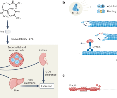 Mechanisms and therapeutic potential of colchicine in atherosclerotic cardiovascular disease