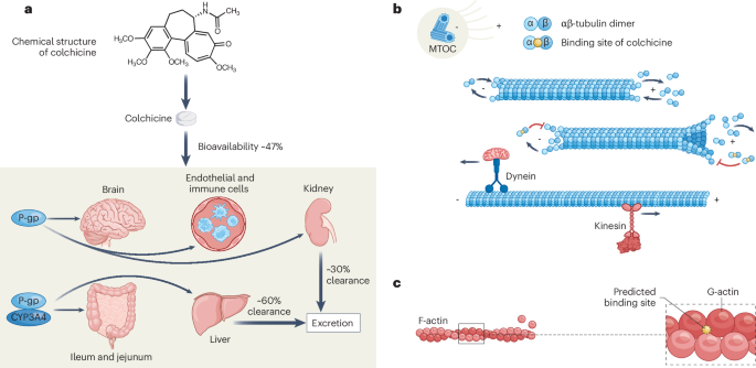 Mechanisms and therapeutic potential of colchicine in atherosclerotic cardiovascular disease