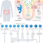 Microbiota and immune-related adverse events in cancer immunotherapy
