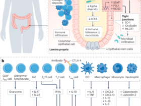 Microbiota and immune-related adverse events in cancer immunotherapy