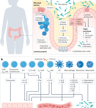 Microbiota and immune-related adverse events in cancer immunotherapy