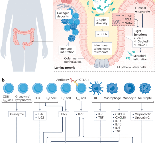 Microbiota and immune-related adverse events in cancer immunotherapy
