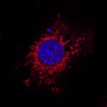 Mitochondrial fission mediates an evolutionarily conserved antibacterial defense response | Science Immunology