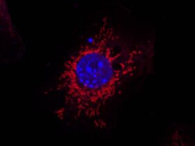 Mitochondrial fission mediates an evolutionarily conserved antibacterial defense response | Science Immunology