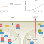 Mitochondrial iNOS blocks itaconate production by interacting with IRG1