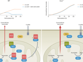 Mitochondrial iNOS blocks itaconate production by interacting with IRG1