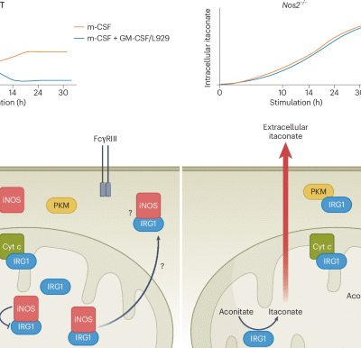 Mitochondrial iNOS blocks itaconate production by interacting with IRG1