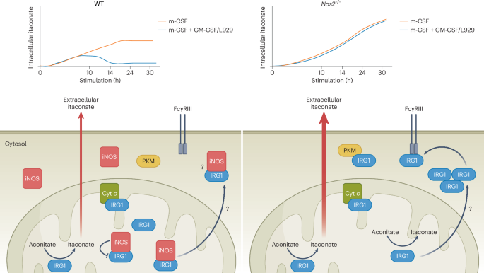 Mitochondrial iNOS blocks itaconate production by interacting with IRG1