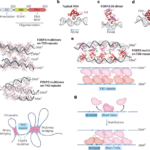 Multimerizing transcription factors FOXP3 and AIRE as chromatin architectural regulators
