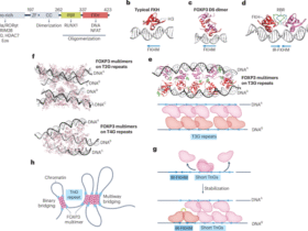 Multimerizing transcription factors FOXP3 and AIRE as chromatin architectural regulators