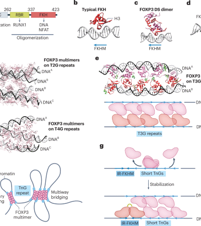 Multimerizing transcription factors FOXP3 and AIRE as chromatin architectural regulators