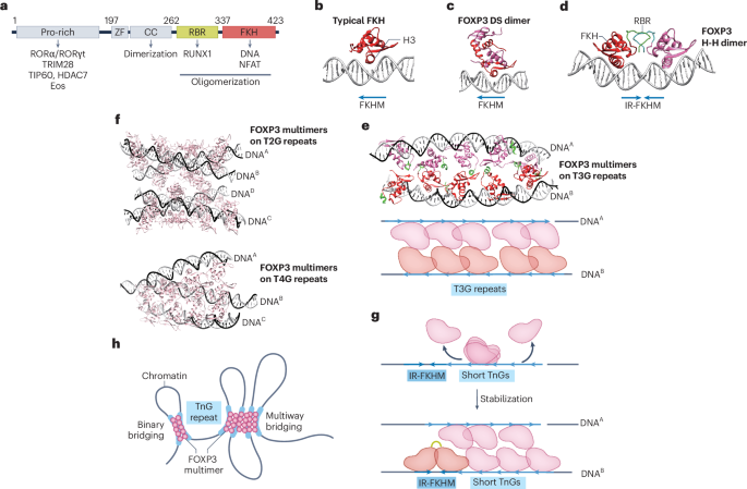 Multimerizing transcription factors FOXP3 and AIRE as chromatin architectural regulators