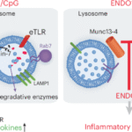 Munc13-4–STX7 inhibitors impair endosomal TLR activation and systemic inflammation