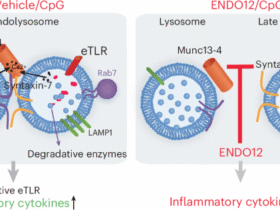 Munc13-4–STX7 inhibitors impair endosomal TLR activation and systemic inflammation