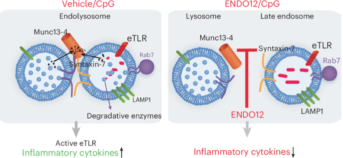 Munc13-4–STX7 inhibitors impair endosomal TLR activation and systemic inflammation