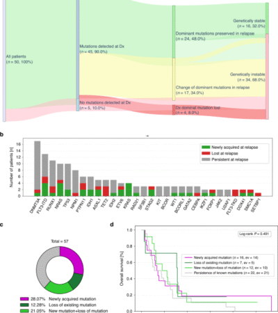 Mutational landscape changes of AML in patients relapsing after allogeneic hematopoietic cell transplantation